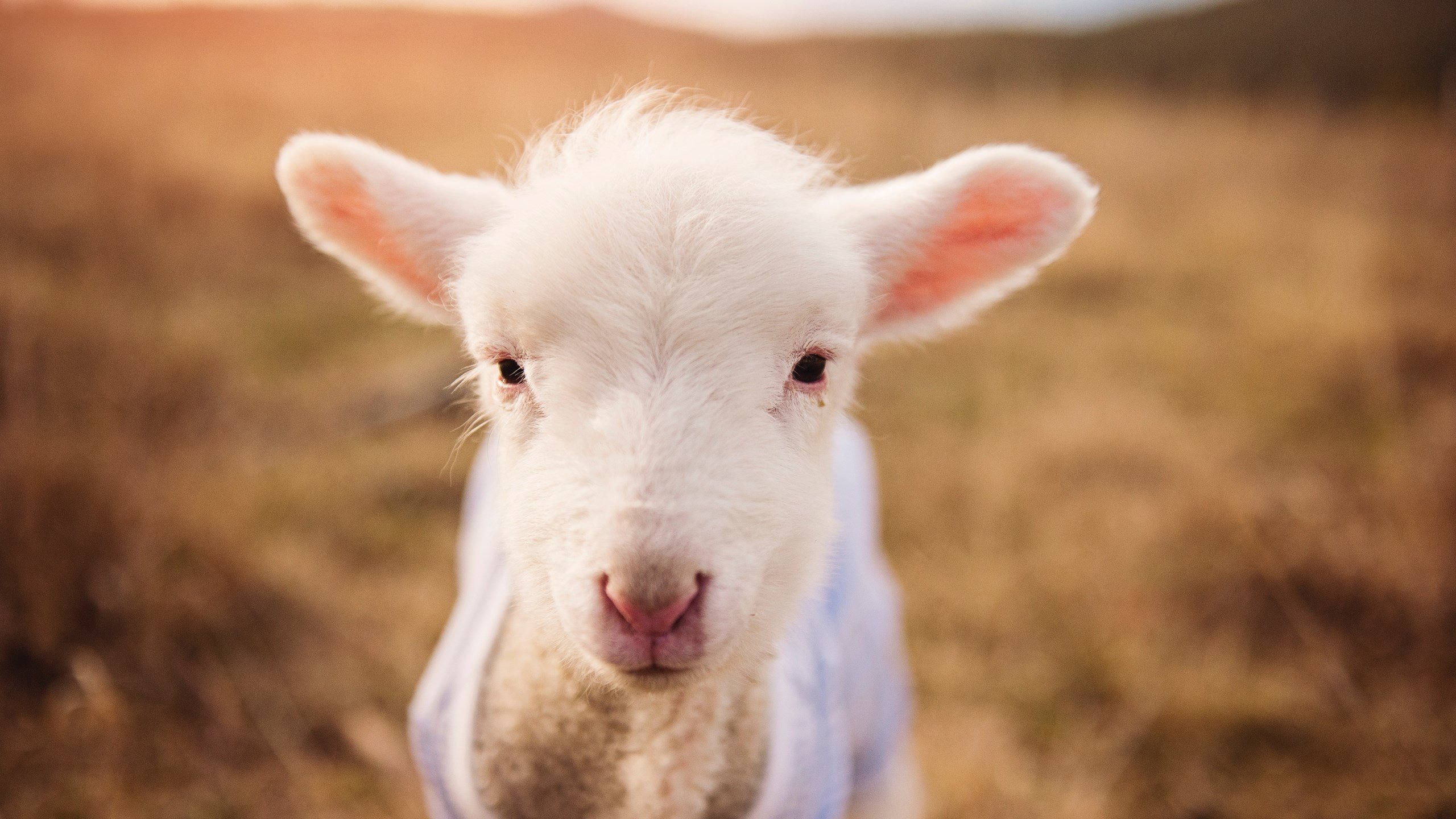 开云体育在线-如果历史转向，欧冠篮球赛场的跨洲际奇袭