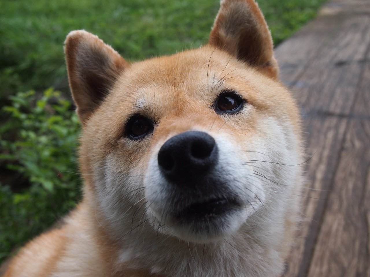 草根足球的逆袭辩证法，加纳一波带走与李刚仁的欧冠接管