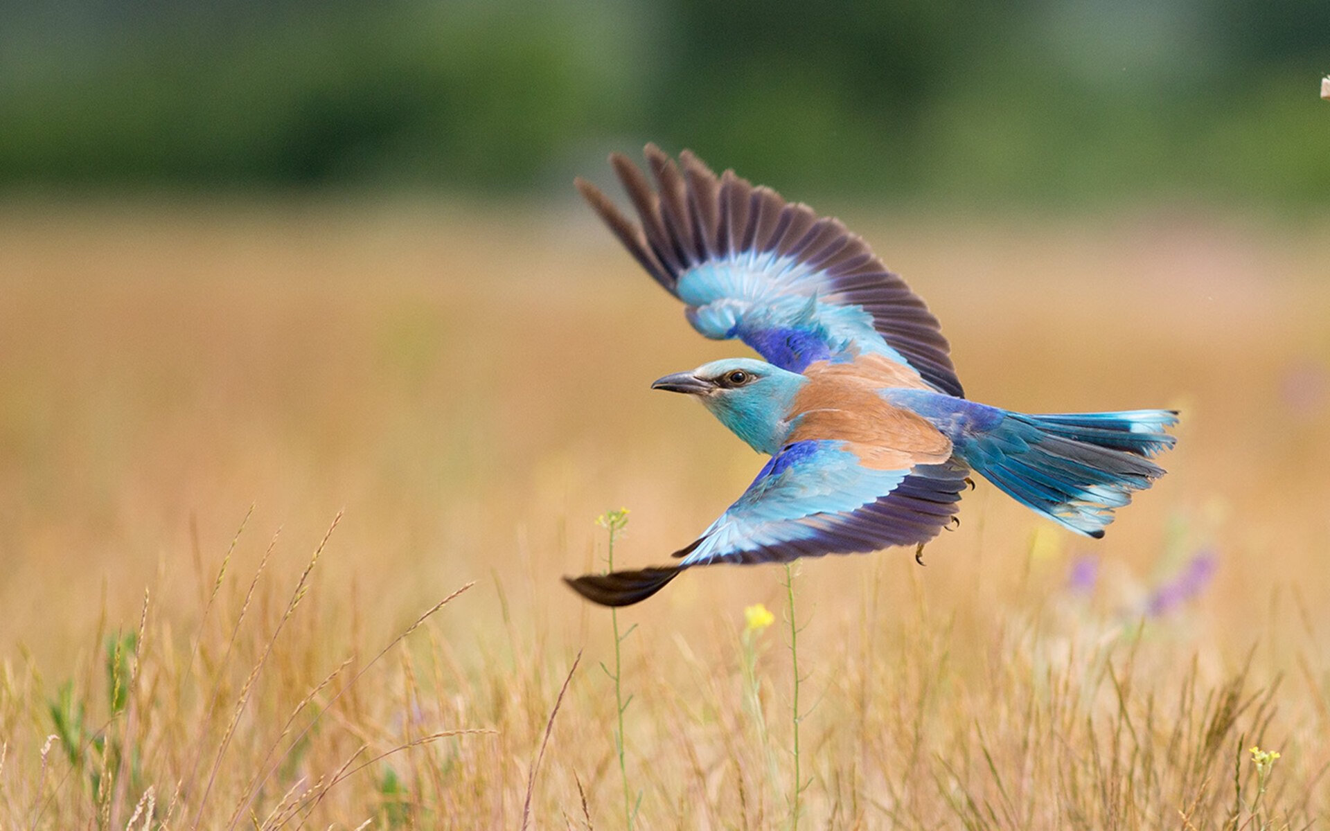 字母哥的完美逻辑，奥运周期关键夜，他为何证明纯粹即力量