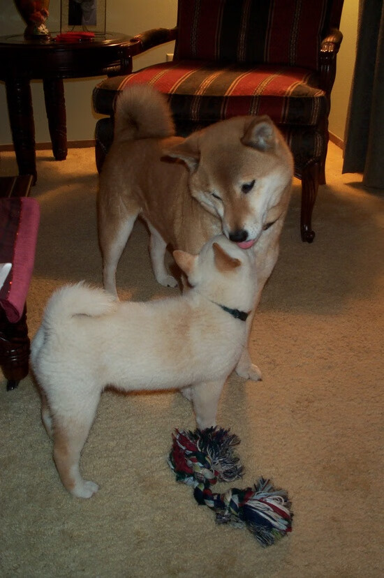 冰与火之歌，布雷默以意式铁血点燃英超争冠战，挪威双星成欧冠淘汰赛国际米兰的北欧暗影