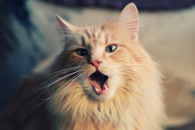 开云体育app-绿茵裂缝，厄德高统治全场与喀麦隆横扫阿根廷的平行现实