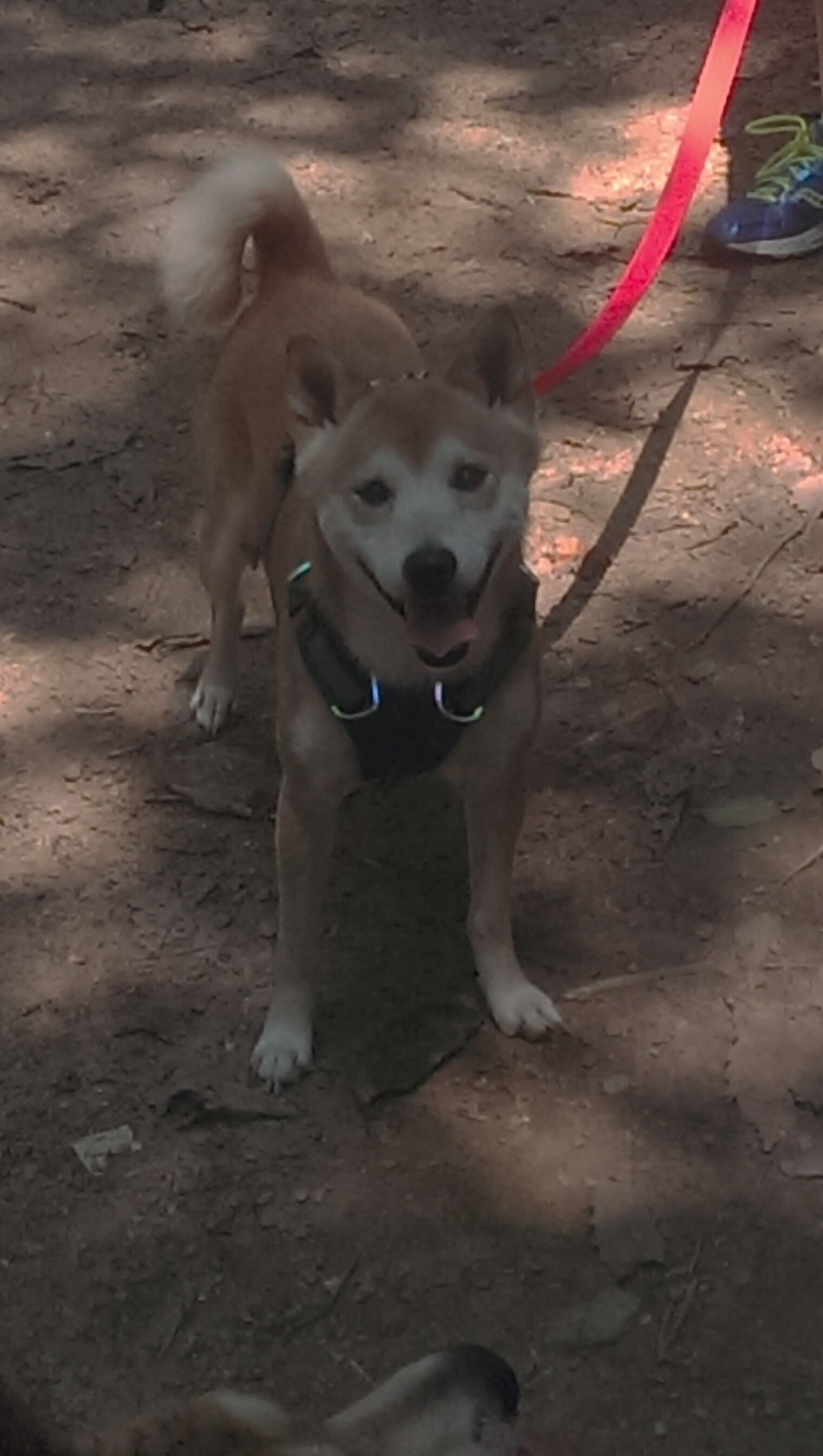 绿茵裂缝，厄德高统治全场与喀麦隆横扫阿根廷的平行现实