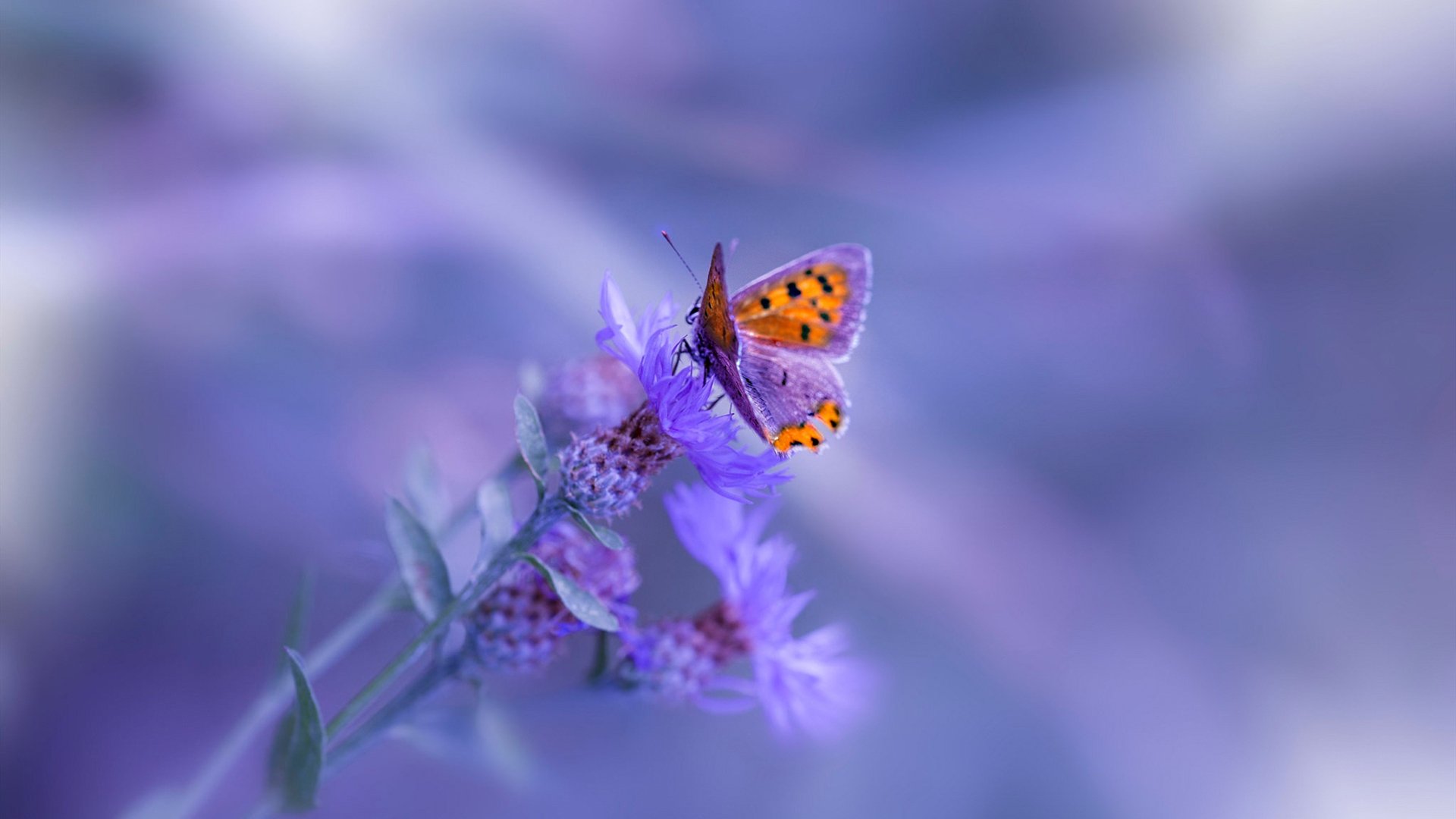 冰与火的对决,德罗赞的防守锁链如何冻结新疆队的锋线