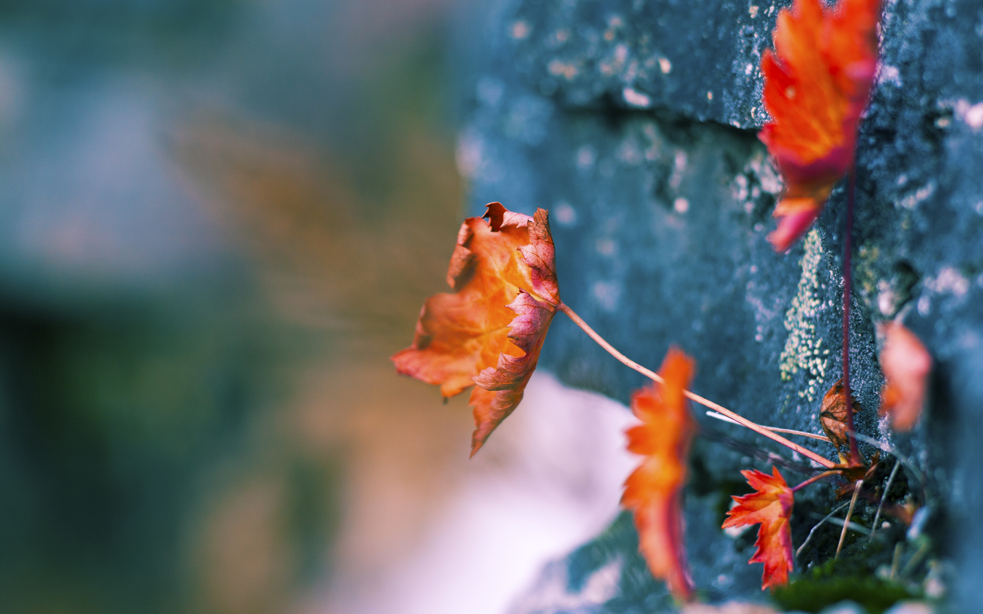赛道上的碰撞，禁区内的利刃，F1揭幕战与足球之夜的意外共鸣