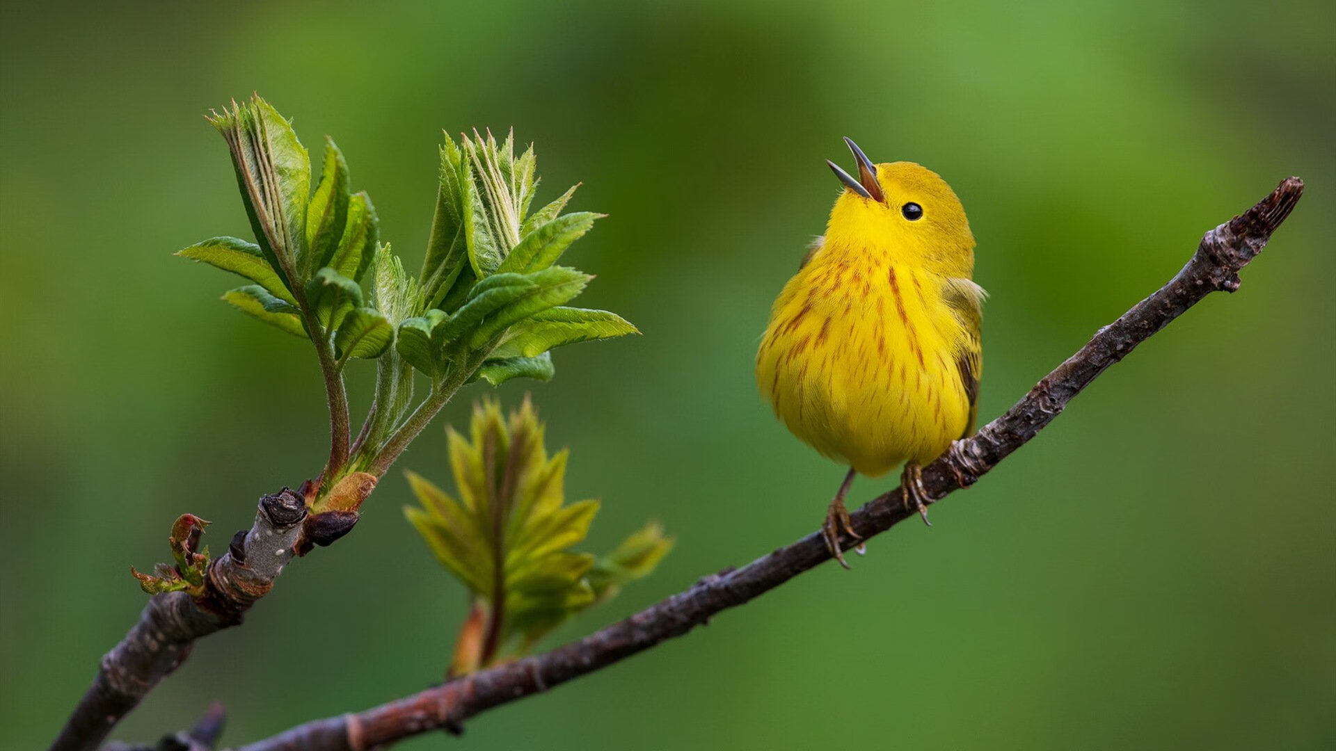 X因素觉醒,切特在东决G5接管比赛,森林狼制霸国王的终极密码