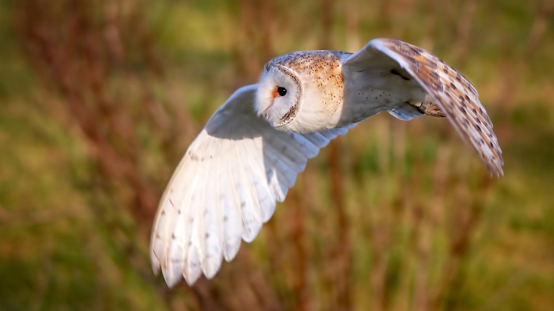 双重救赎之路,从基米希的救赎到西班牙的战术新生