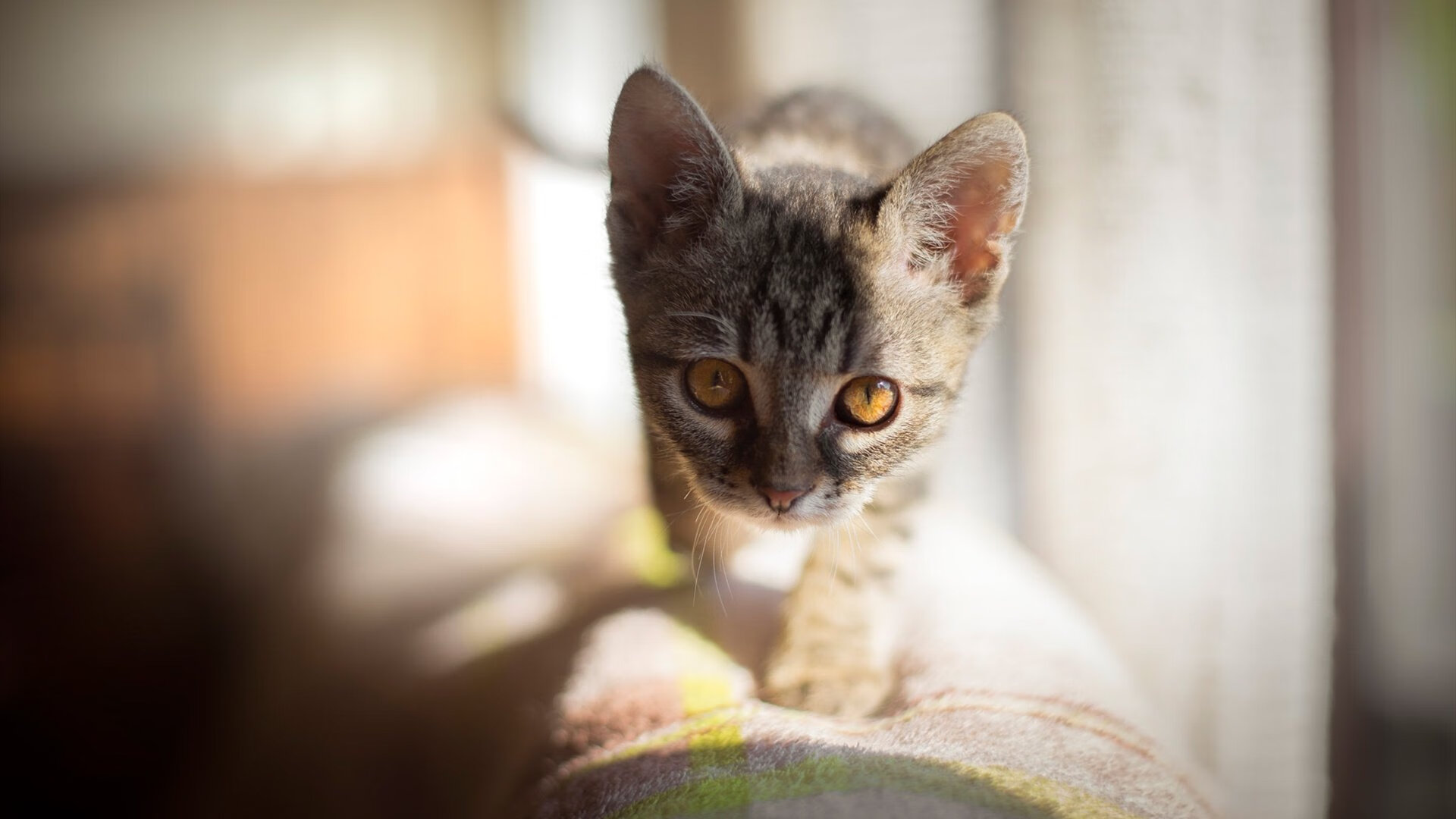 银河为他改道，奥运关键战夜，库里投出完美星轨