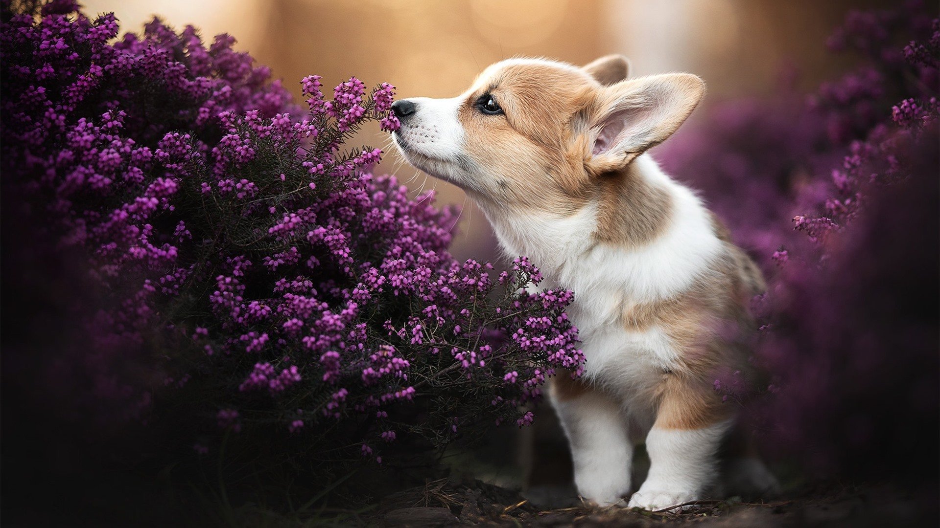 归化巨星点亮东道主之路，萨拉赫一锤定音助卡塔尔历史性晋级