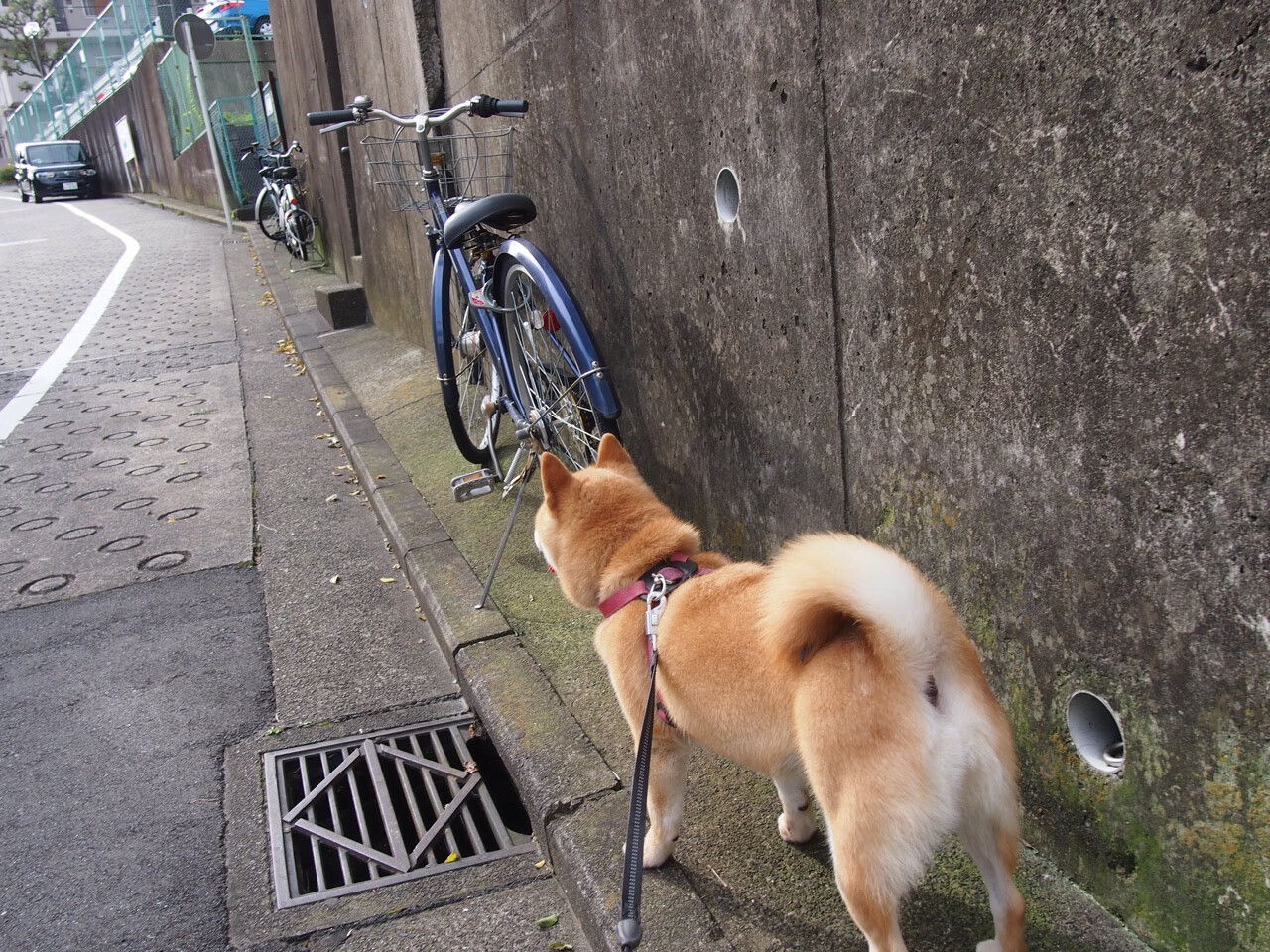 当巨人遇见刺客，新西兰战日本，阿尔瓦雷斯与他的硬仗哲学