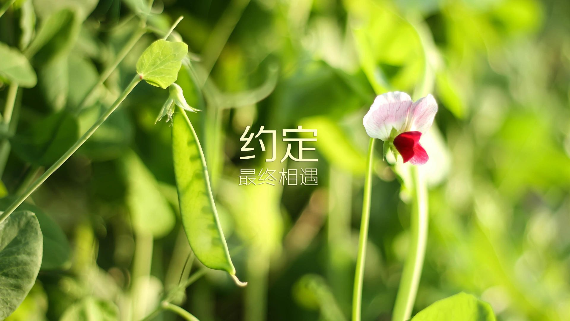 数字战场，雄鹿铁骑的节奏枷锁，与布伦森王的全域统治